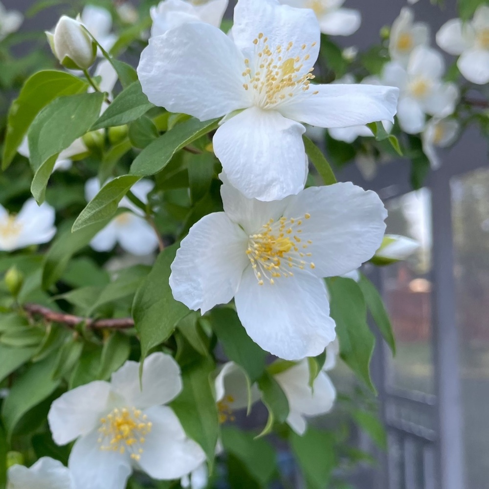 Meet your Posher, Felicia